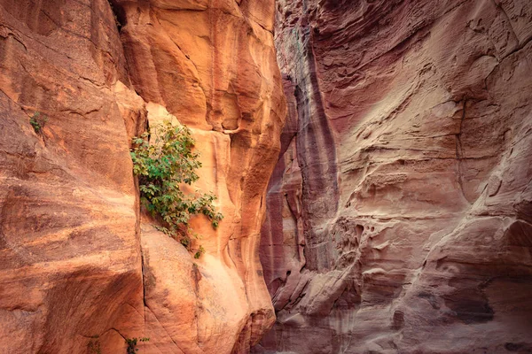Siq Narrow Slot Canyon Entrance Petra Jordan — Stock Photo, Image