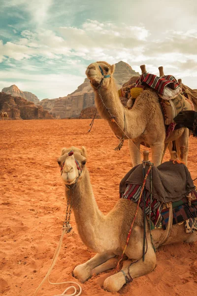 Καμήλες Περιμένουν Για Ένα Αξέχαστο Ταξίδι Στην Έρημο Wadi Rum — Φωτογραφία Αρχείου