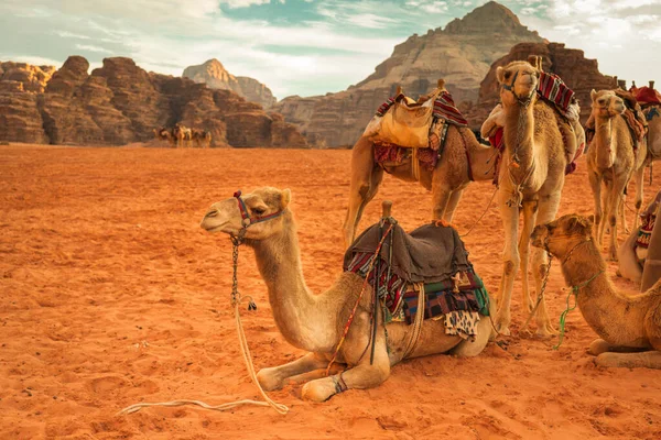 Camelos Paisagem Incrível Wadi Rum Deserto Jordânia Pôr Sol — Fotografia de Stock