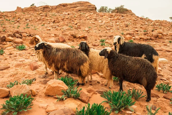 Πρόβατα Στην Πέτρα Ιορδανία Royalty Free Φωτογραφίες Αρχείου