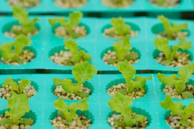 Çiftlik taze hydroponic sebze satır. Tarım bitkileri organik bahçe sebze salatası. Suda büyüyen bitkiler mineral besin solutions, su, toprak olmadan kullanma yöntemi. Suda bitki dikimi kapatın