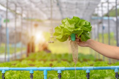 Yeşil çünkü Marul Hydroponic adam grupta ile tutan adam el
