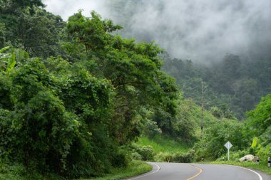 Dağ yolu yeşil orman sisli görünümünde yolculuğa