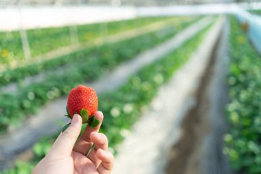 Arka planda çiftlik ile el tutma çilek.