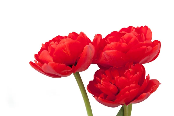 Bouquet Fresh Red Tulips White Backgroun — Stock Photo, Image