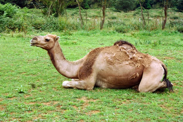 Kamel Auf Dem Grünen Rasen — Stockfoto