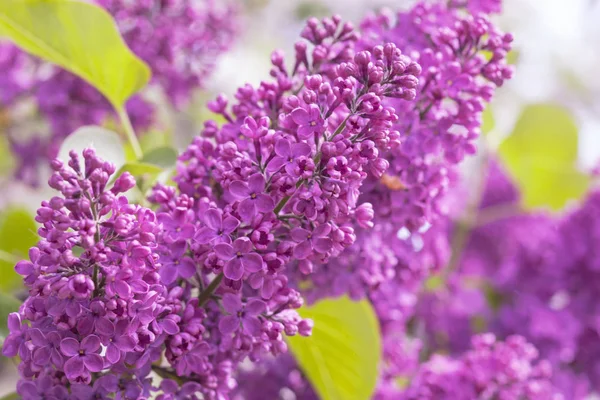 ライラックの花を開花させたばんだ — ストック写真