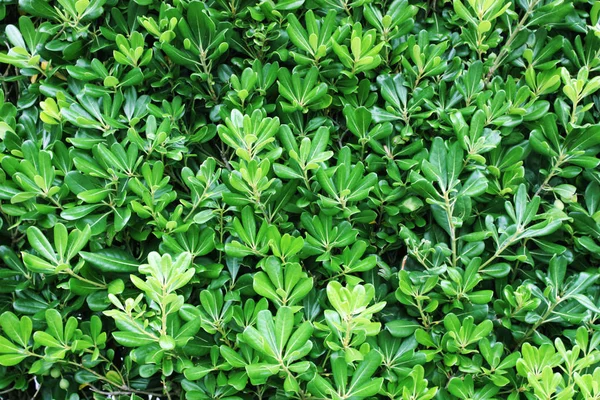 Tło Wiecznie Zielony Krzew Pittosporum Tobira — Zdjęcie stockowe