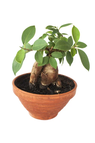 Ficus Ginseng Vaso Marrom Isolado Fundo Branco — Fotografia de Stock