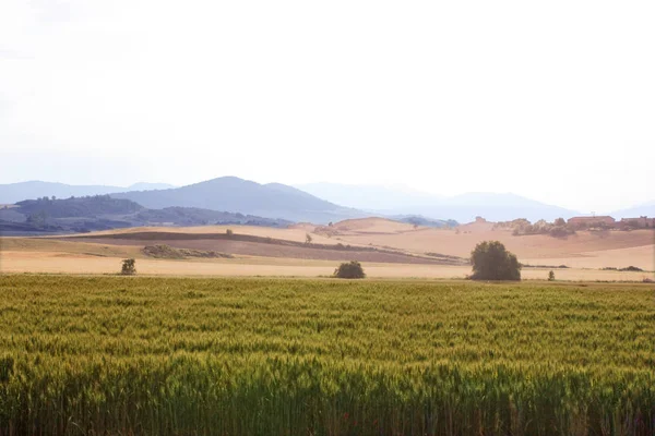 Wheat Field Mountains Sunset — Stock Photo, Image