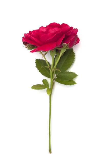 Flor Rosa Roja Única Aislada Sobre Fondo Blanco — Foto de Stock