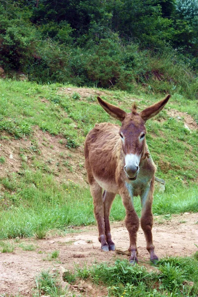 Pequeno Burro Marrom Fundo Natureza — Fotografia de Stock