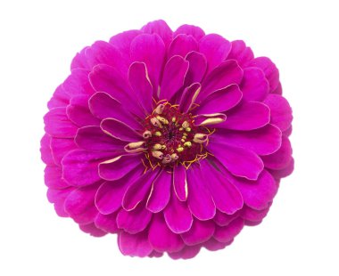 Beyaz arka plan üzerinde izole güzel pembe zinnia çiçeği