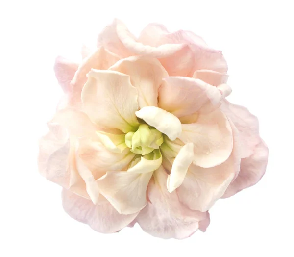 Bela Flor Matthiola Isolado Branco — Fotografia de Stock