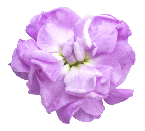 Mooie Matthiola Bloem Geïsoleerd Wit — Stockfoto