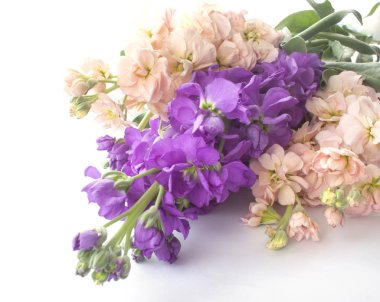 Beyaz izole güzel buket Matthiola çiçek.