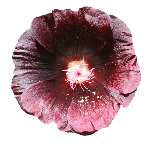 Floare Roz Mallow Fundal Alb — Fotografie, imagine de stoc