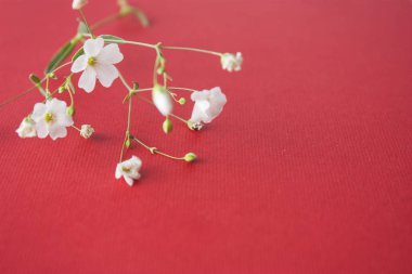 Kırmızı bir arka plan üzerine sığ beyaz çiçekler