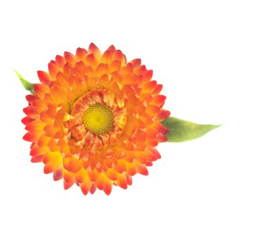 Helichrysum bracteaum, Xerochrysum bracteatum - altın ebedi veya strawflower beyaz bir arka plan üzerinde.