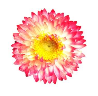 Helichrysum bracteaum, Xerochrysum bracteatum - altın ebedi veya strawflower beyaz bir arka plan üzerinde.