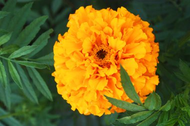 Bahçedeki güzel sarı kadife çiçekleri.