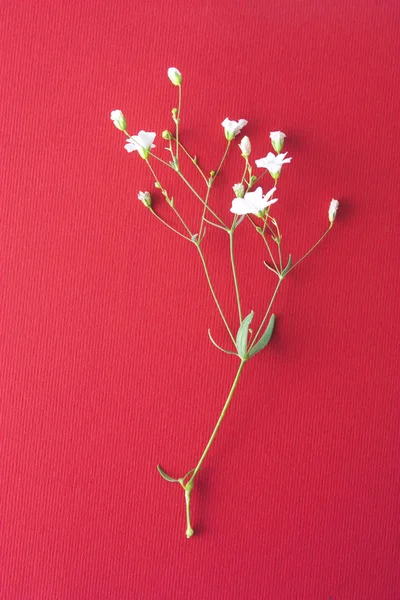 Mělké Bílé Květy Červeném Pozadí — Stock fotografie