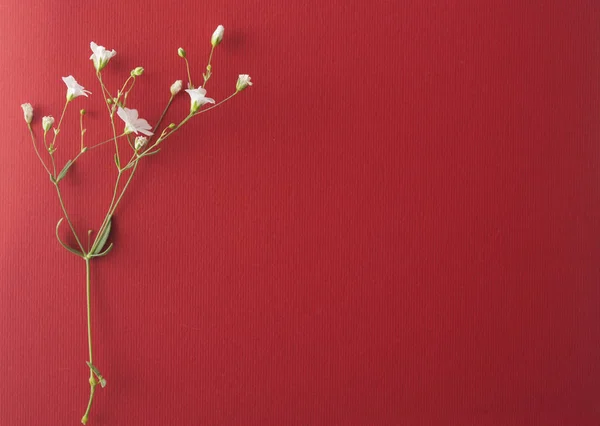 Мелкие Белые Цветы Красном Фоне — стоковое фото