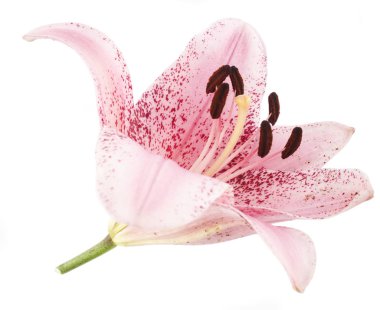 Pembe zambak beyaz arka planda izole edilmiş