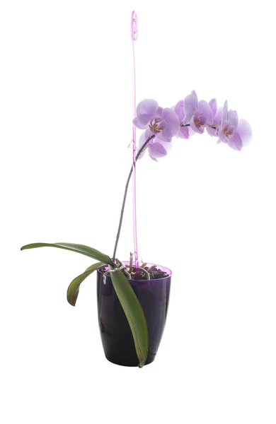 Tak Van Een Paarse Orchidee Een Witte Backgraund — Stockfoto