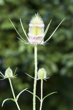 Önümüzdeki bir yaban teasel, Dipsacus fullonum.