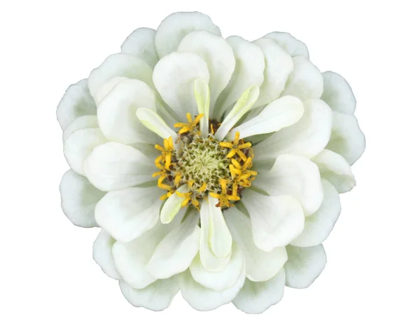 Красивый Белый Цветок Зиннии Изолированы Белом Фоне — стоковое фото