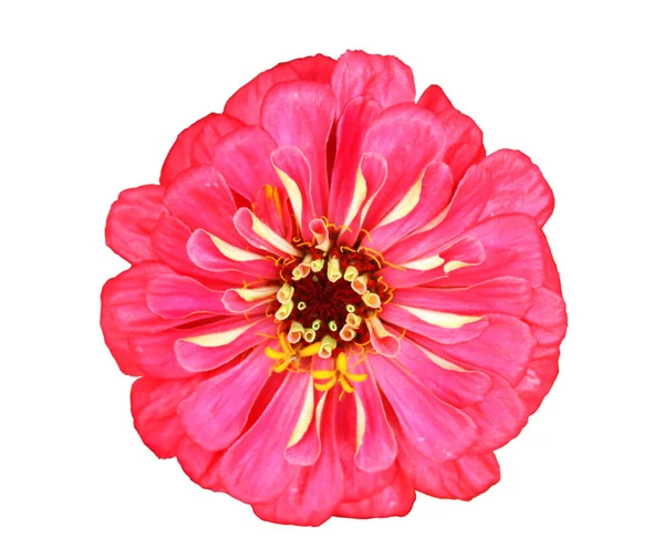 Bellissimo Fiore Zinnia Rosa Isolato Sfondo Bianco — Foto Stock