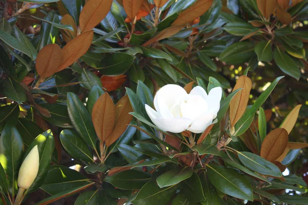 Soufflé Belle Fleur Magnolia Sur Arbre Aux Feuilles Vertes — Photo