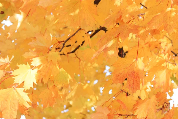 オレンジ 黄色の秋の葉が色を変える — ストック写真