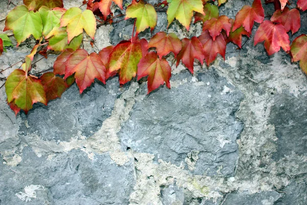 Hojas Brillantes Hiedra Otoño Sobre Fondo Piedras —  Fotos de Stock