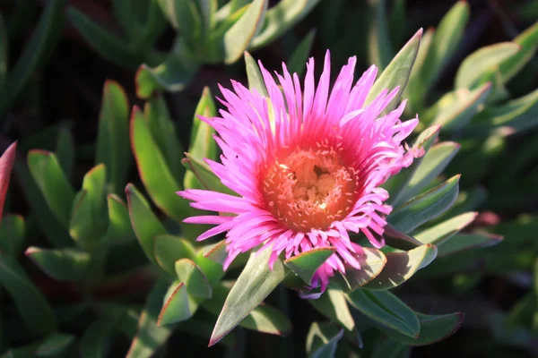 Planta Gelo Pigface Carpobrotus Edulis Karkalla — Fotografia de Stock