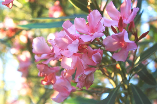 Розовый Олеандр Нериум Летнем Парке — стоковое фото