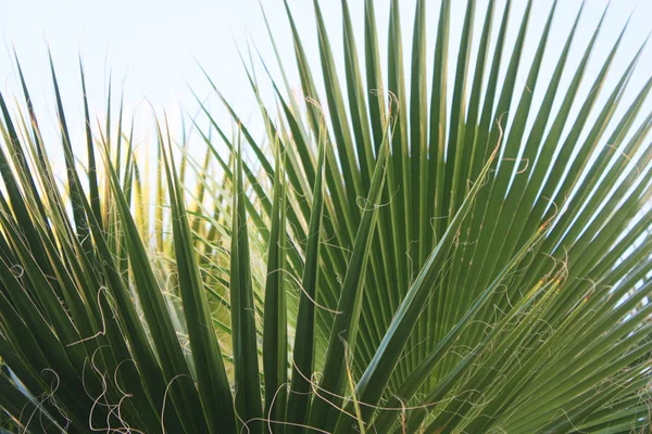 Palm Leaf Detalj Exotiska Tropiska Djungeln Bakgrunden — Stockfoto