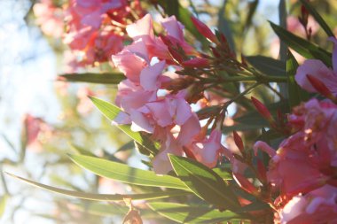 Yaz parkında Pembe zakkum veya Neryum.
