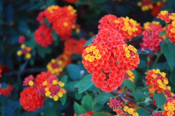 Flores Lantana Multicoloridas Fotografadas Parque — Fotografia de Stock