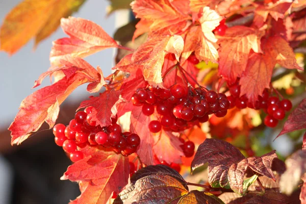 Zweig Mit Rotem Viburnum Auf Herbstlichem Hintergrund — Stockfoto