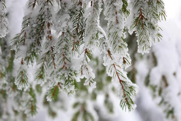 枞树与雪在花园里 — 图库照片
