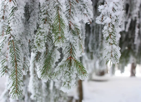 枞树与雪在花园里 — 图库照片