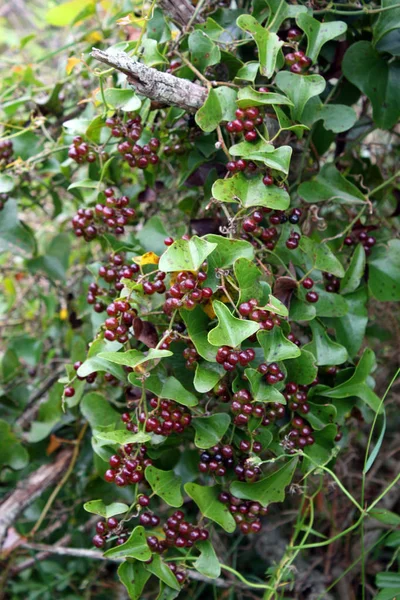 黒熟した果実とシオデ属植物 — ストック写真