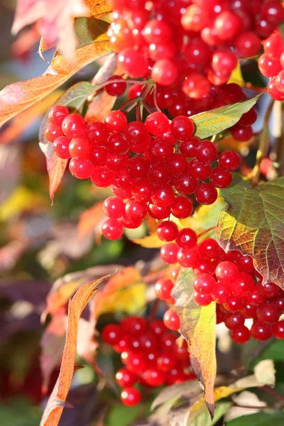 Zweig Mit Rotem Viburnum Auf Herbstlichem Hintergrund — Stockfoto