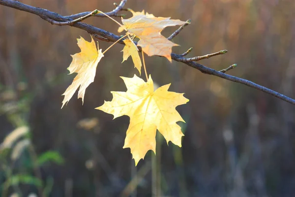 枝に黄色の紅葉 — ストック写真
