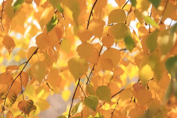 オレンジ色と黄色の秋紅葉 — ストック写真