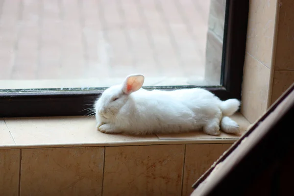 Lapin Blanc Assis Sur Rebord Fenêtre — Photo