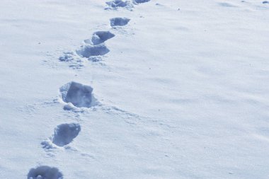 Taze karda ayak izleri.