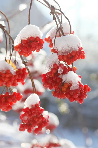 雪の中で赤い熟した灰果実の枝 — ストック写真